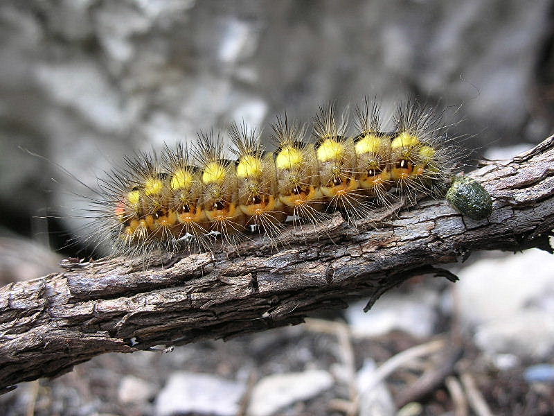 Bruco di Acronicta euphorbiae (Noctuidae)